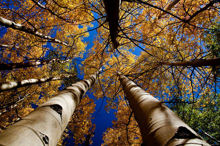 美丽的 秋天 场景 树叶 环境 落下 公园 森林 自然 植物
