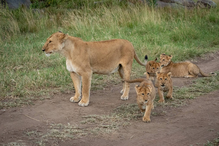 母狮带着四只幼崽站在赛道上