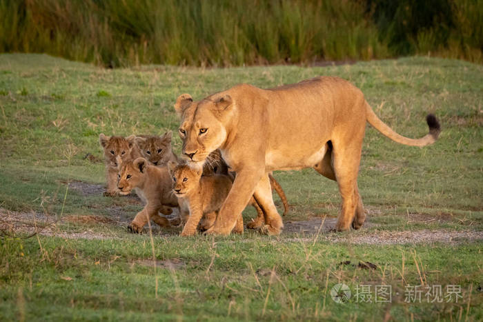 母狮带着五只幼崽在草地上散步