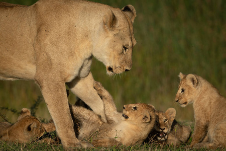 母狮站在四只顽皮的幼崽旁边