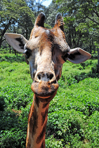 动物 斑点 游猎 高的 自然 美丽的 长颈鹿 大草原 肖像