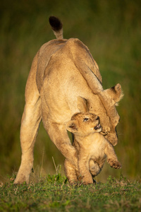 母狮站着和幼崽搏斗