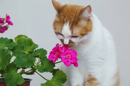 猫闻花。把盆栽放在桌子上的花盆里。弗劳林