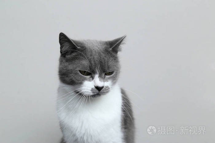 灰头土脸的猫是可耻的对tri的惩罚