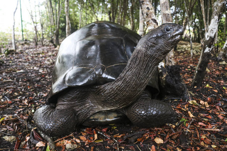 非洲热带森林中的黑巨龟照片