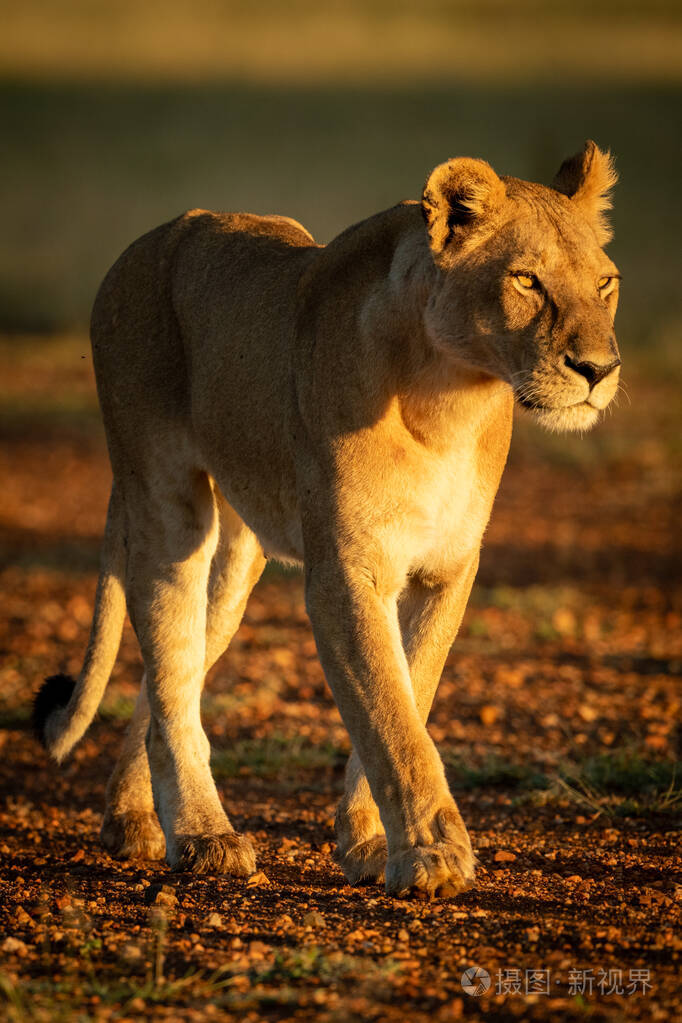 黄金时间母狮在机场跑道上散步
