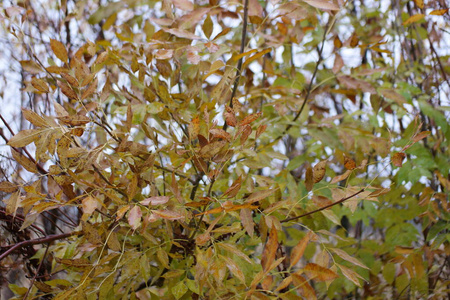 分支 植物 公园 特写镜头 树叶 自然 颜色 落下 森林
