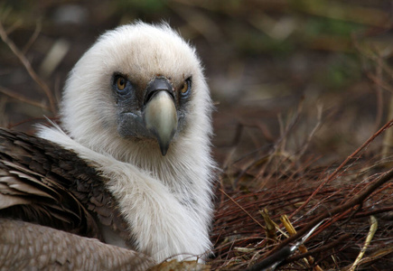 食肉动物 肖像 特写镜头 秃鹫 捕食者 眼睛 猎物 动物