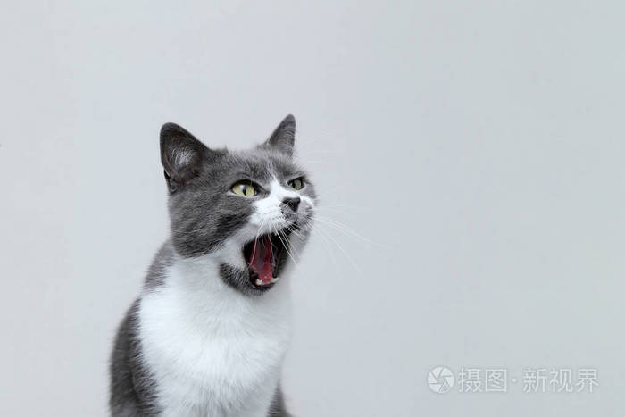 灰猫张开嘴尖叫起来可爱体育明星的肖像