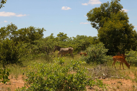 斑马和羚羊和平地吃草图片