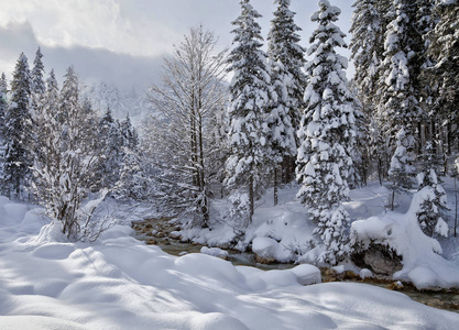 美女 寒冷的 森林 旅行 风景 天空 木材 阿尔卑斯山 冬天