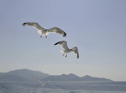 天空 动物 夫妇 苍蝇 翅膀 自由 海洋 海鸥 复制空间