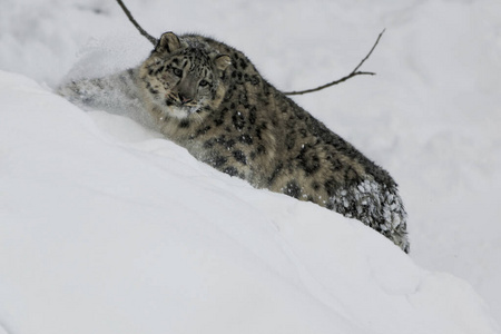 哺乳动物 猎豹 游猎 野生动物 危险 猎人 野兽 捕食者