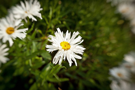 玛格丽塔 花瓣 自然 夏天 花园 植物学 植物 颜色 洋甘菊