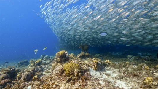 海洋 安的列斯群岛 颜色 潜水 暗礁 加勒比 运动 旅行