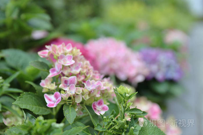 Hydrangea, soft focus, Beautiful flowers. Beauty in nature. 