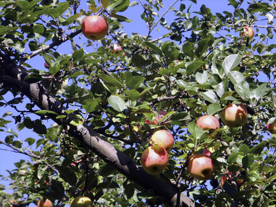 欧洲 植物 苹果 自然 水果 植物区系 花园