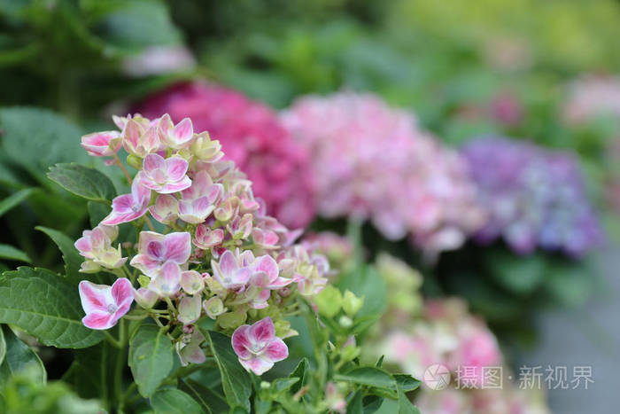 Hydrangea, soft focus, Beautiful flowers. Beauty in nature. 