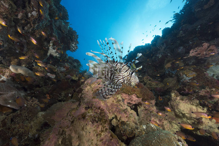 热带 在下面 动物 阳光 自然 颜色 盐水 植物 暗礁 射线