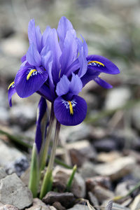 夏季 紫色 特写镜头 自然 繁荣的 植物 花粉 开花 闪耀
