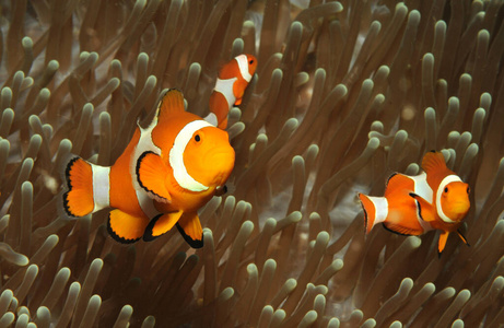 旅行 水下 自然 野生动物 殖民地 水肺 海的 生活 珊瑚