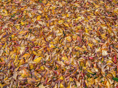 秋季装饰质感材质背景图片