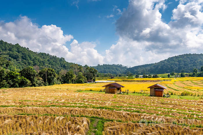 泰国成熟的稻田北部山区和丛林地区成熟的稻田准备收割附近有农舍远处