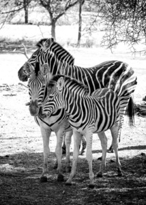 黑白照片查普曼斯斑马和她的孩子站在非洲大草原，马夸加查普马尼。它是自然的背景或墙纸与野生动物的照片。