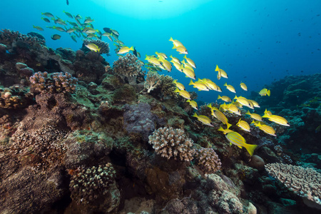 太阳光 海的 颜色 暗礁 海洋 海底 植物 银莲花 潜水