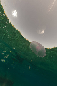 生活 颜色 海的 场景 水肺 海洋 海景 盐水 植物 太阳光