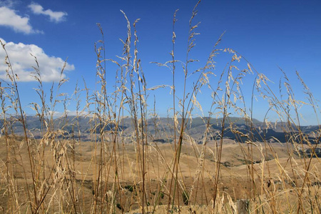 草地 自然 草坪 风景 小山 乡村