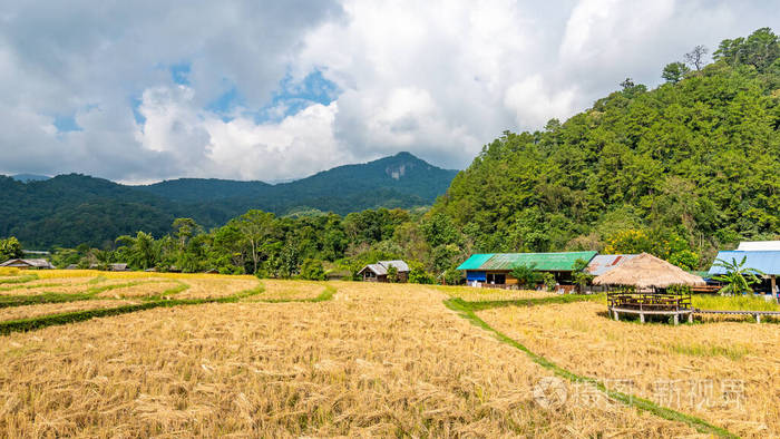 泰国稻田图片