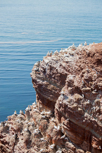 自然 繁殖 小岛 海洋 塘鹅 岩石