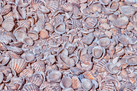 有许多贝壳的自然背景遍布土壤。它位于非洲塞内加尔的一个贝壳岛上。这是自然的