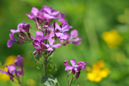 开花 花儿 诚实 流血 花园 植物 繁荣 繁荣的 紫罗兰