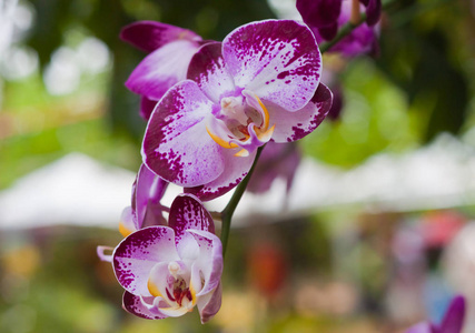 植物 花园 自然 特写镜头 花瓣 紫色 婚礼 卡片 花的
