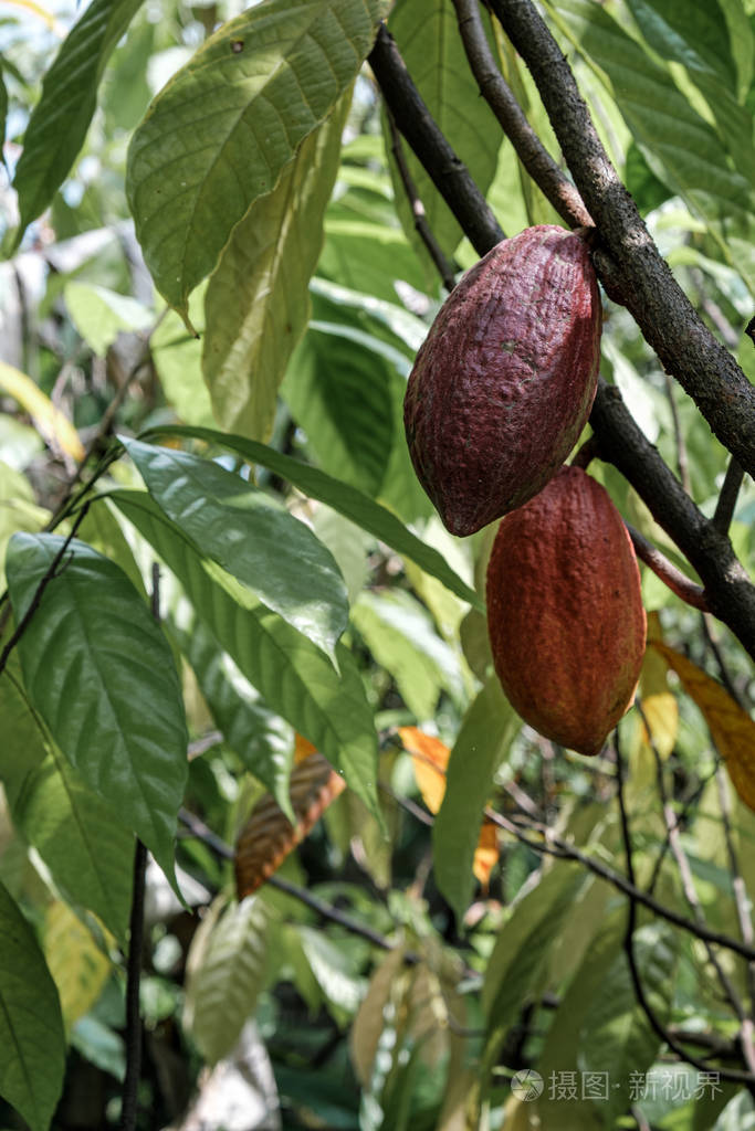 收获前在丛林农场的树上成熟的可可果实