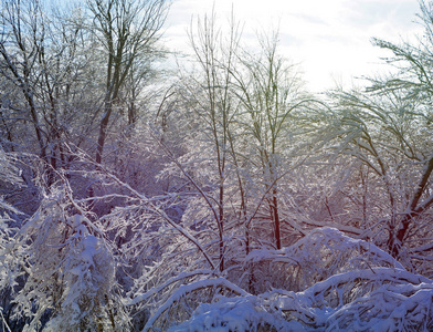 公园 场景 美女 冬天 阳光 天空 十二月 自然 风景 分支