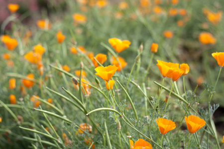 领域 横梁 春天 阳光 开花 植物 花的 太阳 盛开 园艺