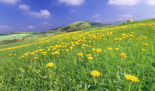 草地 美女 花园 开花 夏天 花粉 颜色 领域 季节 花瓣
