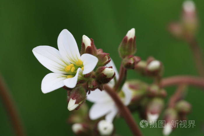 春天 萼片 花儿 繁荣 流血 开花 繁荣的 白种人 植物