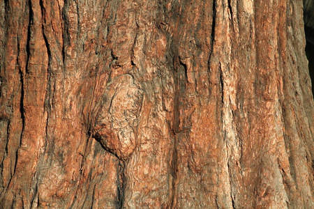 纹理 木板 松木 树干 木材 古老的 森林 材料 植物 特写镜头