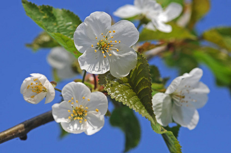 春天 繁荣的 分支 开花 繁荣 流血 花儿 樱桃