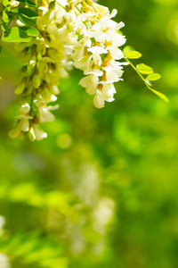 植物 植物学 开花 春天 公园 阿拉伯树胶 季节 自然 花序