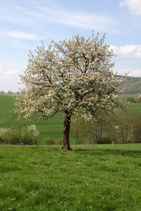 开花 春天 繁荣的 在里面 樱桃 自然 繁荣 乡村 风景
