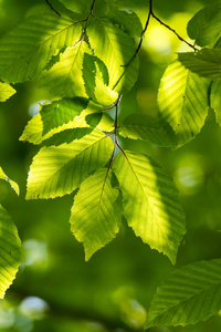 花园 树叶 纹理 特写镜头 静脉 季节 森林 夏天 新的