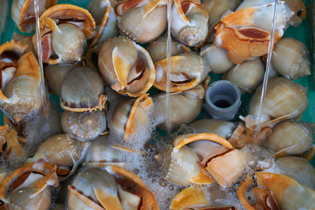 贝壳 美食家 海滩 海鲜 市场 海的 烹饪 食物 贝类 夏天