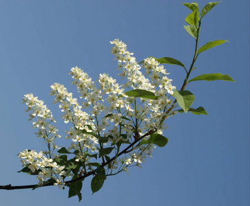 花的 开花 盛开 春天 季节 樱桃 花瓣 自然 花园 植物区系
