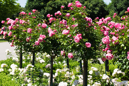 玫瑰 植物区系 粉红色 植物 植物学 花园 自然 高山草
