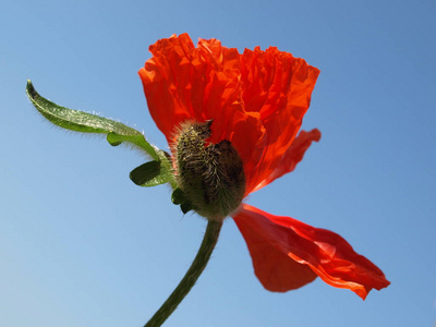 花园 夏天 天空 特写镜头 花瓣 植物 自然 植物区系 花的